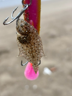 ソゲの釣果