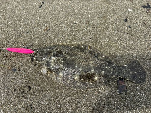 ヒラメの釣果