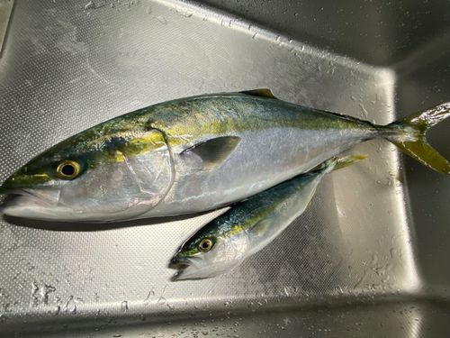 ワラサの釣果