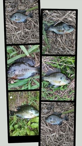 愛知県で釣れたライギョの釣り・釣果情報 - アングラーズ | 釣果600万