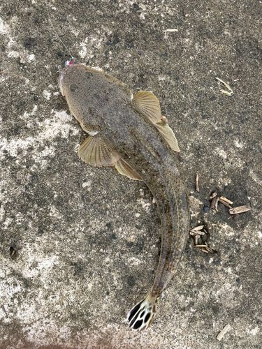 マゴチの釣果