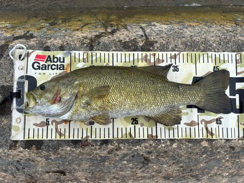 スモールマウスバスの釣果