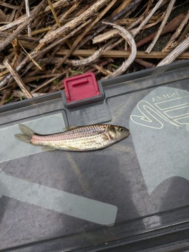 タモロコの釣果