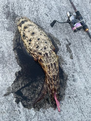 コブシメの釣果