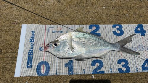 クロサギの釣果