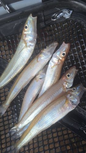キスの釣果