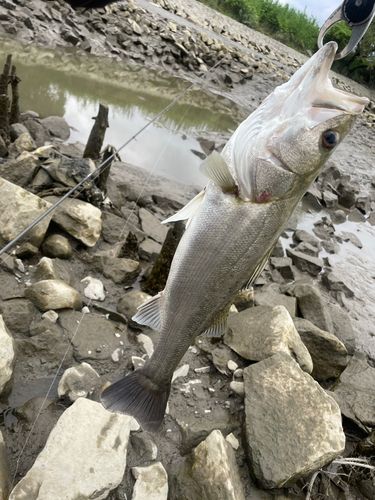 スズキの釣果