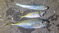 キスの釣果