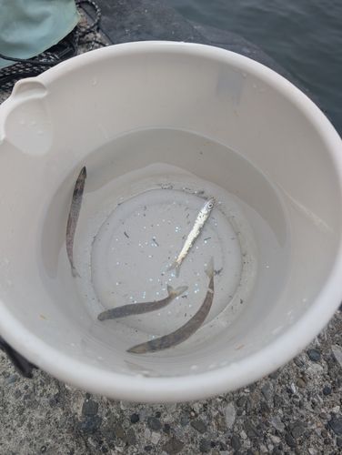 カマスの釣果