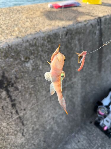 イトヒキハゼの釣果