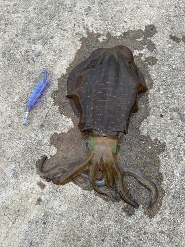 アオリイカの釣果