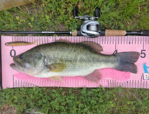 ブラックバスの釣果