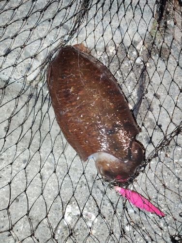 コウイカの釣果