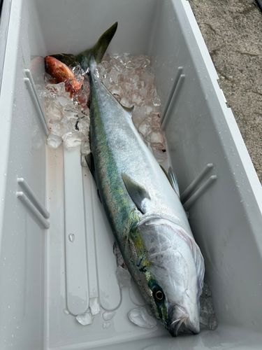 ブリの釣果
