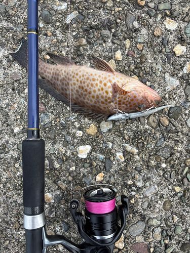 オオモンハタの釣果