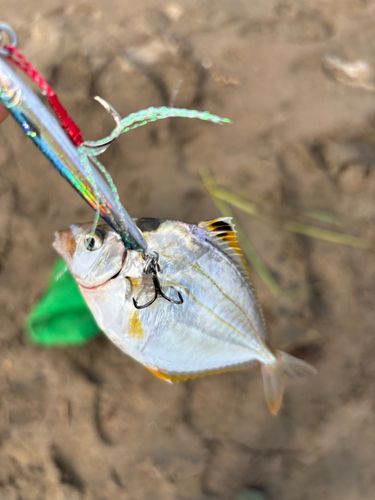 チャリコの釣果