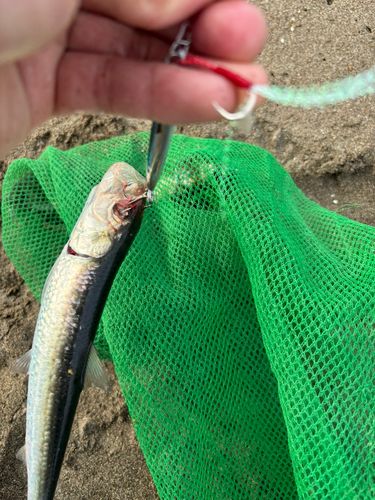イワシの釣果