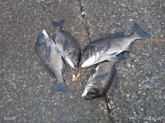 クロダイの釣果
