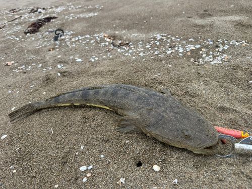 マゴチの釣果