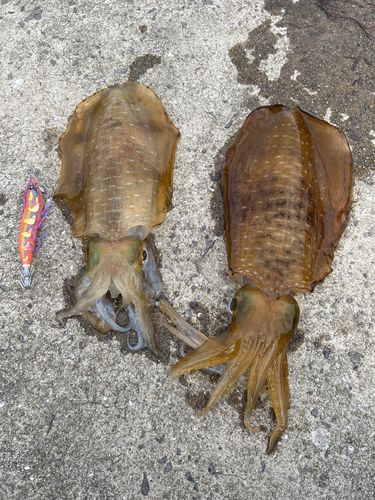 アオリイカの釣果