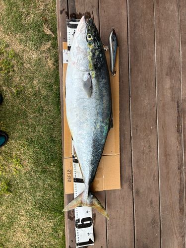 ブリの釣果