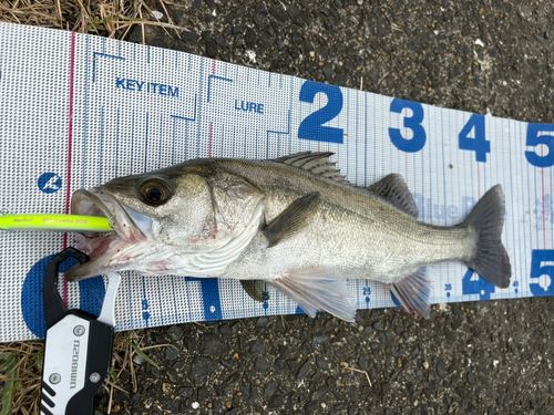 シーバスの釣果
