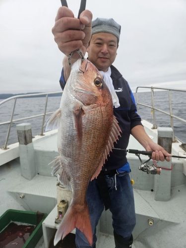 マダイの釣果
