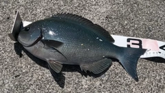メジナの釣果