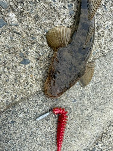マゴチの釣果
