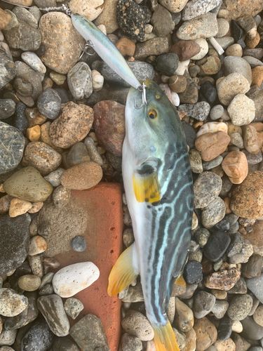 フグの釣果