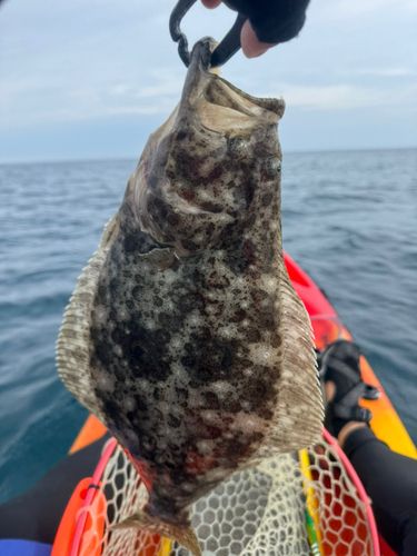 ヒラメの釣果