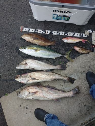 オオモンハタの釣果