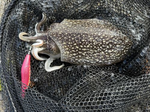 シリヤケイカの釣果