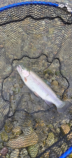 ニジマスの釣果