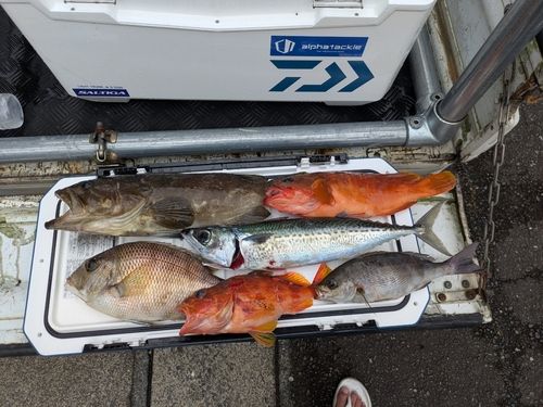 静岡県で釣れたライギョの釣り・釣果情報 - アングラーズ | 釣果600万
