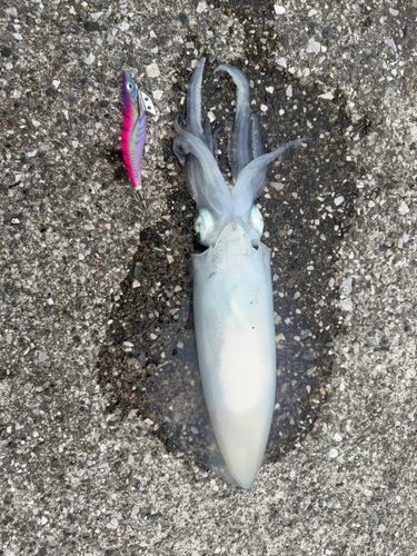 アオリイカの釣果