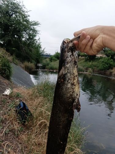 ナマズの釣果