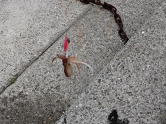 タコの釣果