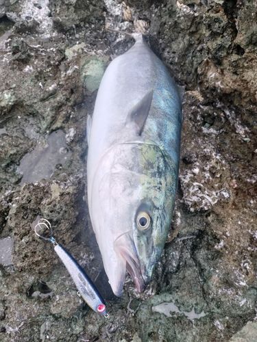 ワラサの釣果