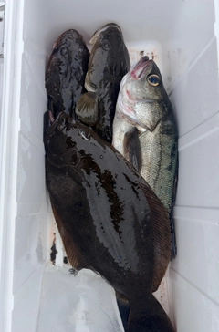 マゴチの釣果
