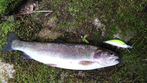 ホウライマスの釣果