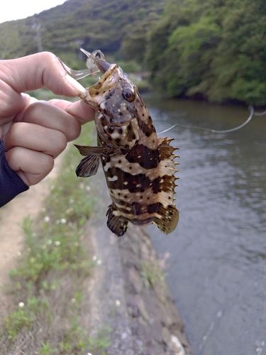 ヤイトハタの釣果