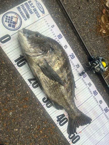 チヌの釣果