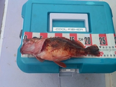カサゴの釣果
