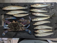キスの釣果