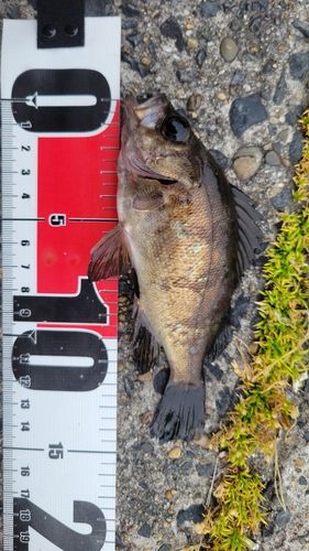 メバルの釣果