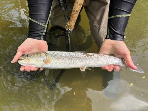 イトウの釣果