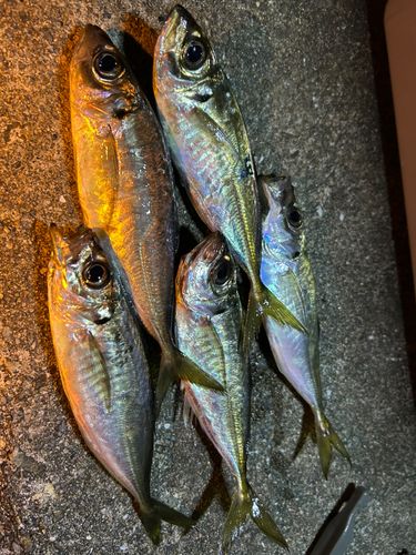 アジの釣果