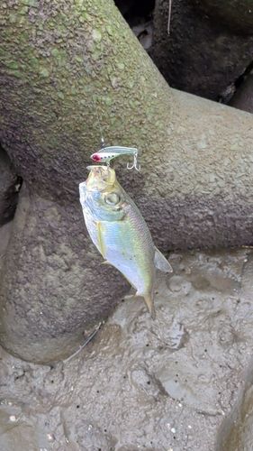 ターポンの釣果