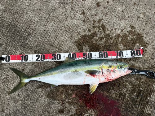 ワラサの釣果